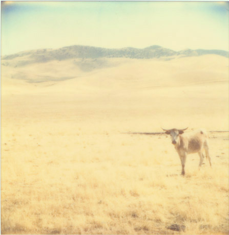 1225 cows21.jpg
